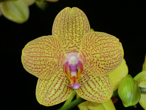 Phalaenopsis Phoenix Tiger 'Amelia' HCC 78